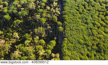 Top View Of Green Coniferous Forest Portugal. Drone View Over Stone Pine Or Umbrella Pine Or Parasol