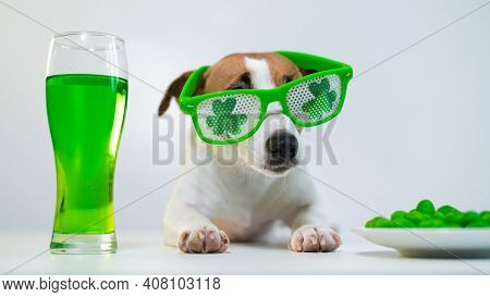 Dog With A Mug Of Green Beer And Glazed Nuts In Funny Glasses On A White Background. Jack Russell Te
