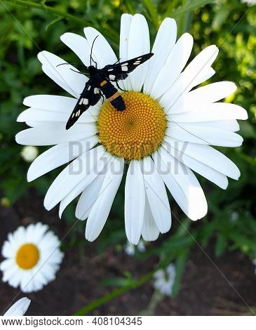 Black Beetle Sits On A White Daisy On A Dark Background