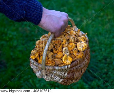 Freshly Cut Chanterelle Foraged Raw Wild Edible Mushrooms In Busket