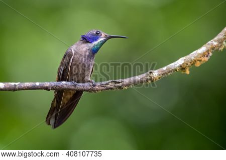 Hummingbird In Search Of Insects From A Small Dry Branch