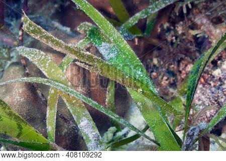 Beautiful Camouflaged Green Ghost Pipefish Among The Sea Grass. Underwater Photography, Philippines.