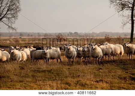 Stádo ovcí v Dwingelderveld