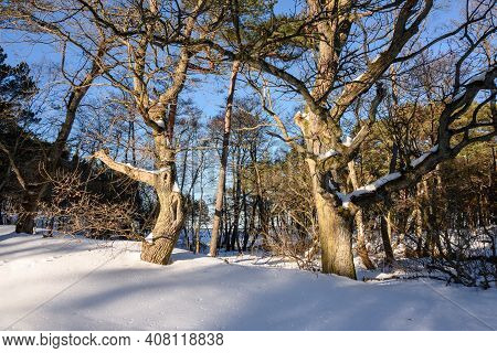 Trees Enlightened By The Winter Sun In Northern Poland, Debki Village