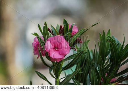 Selective Focus. Blooming Pink Oleander Flowers (oleander Nerium)on A Blurred Background. Pink Flowe