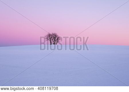 Lonely Tree In A Snow Covered Field During The Sunset. Pastel Evening Sky