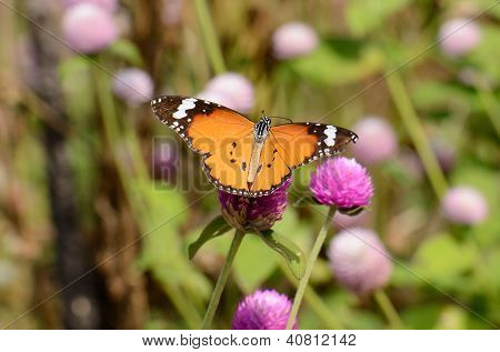Düz Tiger kelebek (danaus Chrysippus)