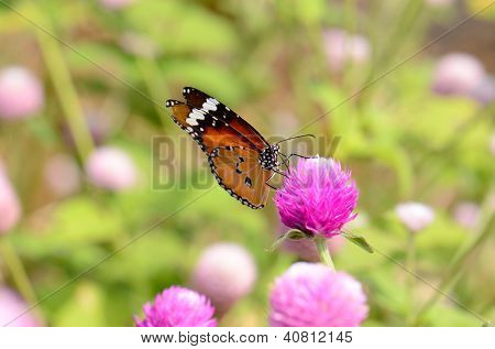 Düz Tiger kelebek (danaus Chrysippus)