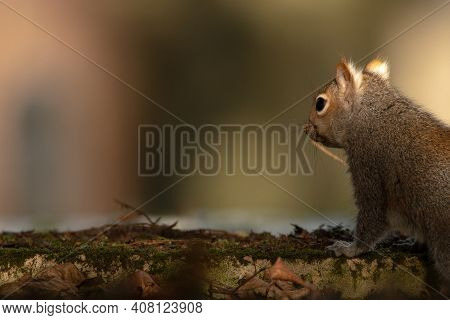 A Single Grey Squirell Perching In A Church Yard