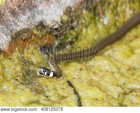 Pecker Or Grass Snake (latin: Natrix Natrix) Eating A Tadpole