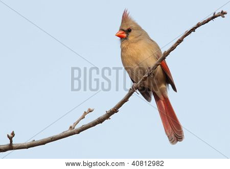 Weibliche Northern Cardinal thront in einem Baum im winter