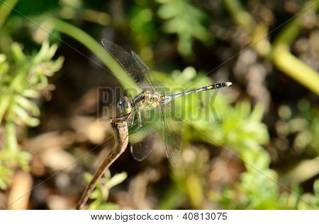 Groen en blauw Skimmer (diplacodes Trivialis)