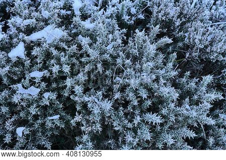Beautiful Winter Frozen Gorse Wild Flowers Growing Everywhere In Ireland. Hiking Path To Fairy Castl