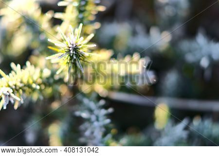 Beautiful Close-up View Of Winter Frozen Gorse Wild Flowers Growing Everywhere In Ireland. Hiking Pa