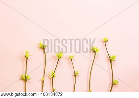 Delicate Little Leaves From Open Buds On Branches-sprouts On A Pink Background. Spring, The Beginnin