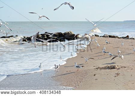 Sandy Seashore With Stones And Sea Gulls. A Flock Of Sea Gulls (birds) In Flight Over The Sea. Wildl
