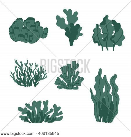 Aquarium, Ocean And Marine Algae Water Plants, Corals Isolated On White