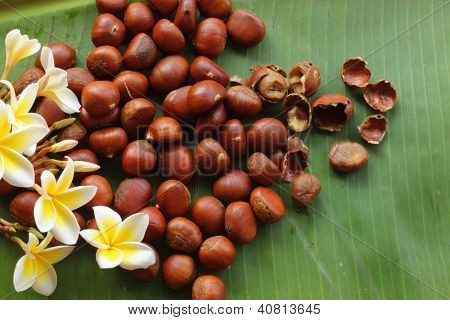 Castanea