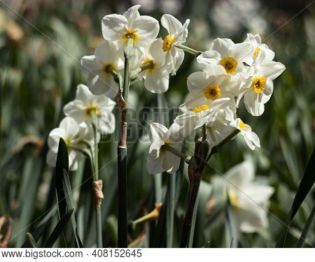 Narcissus Multiflorous (tazetta) - Spring White Flowers, Background. Blooming Unusual Daffodils