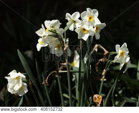 Narcissus Multiflorous (tazetta) - Spring White Flowers, Dark Background. Blooming Unusual Daffodils