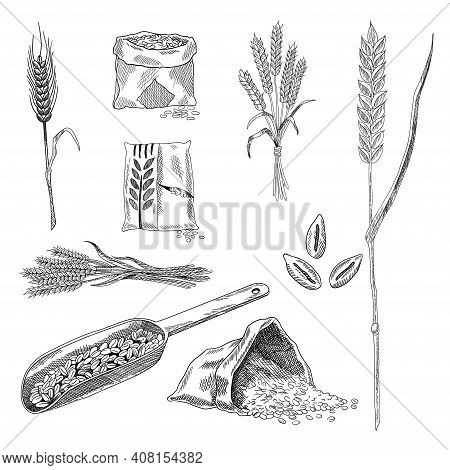 Wheat Grain Sketch Collection. Hand Drawn Black And White Set Of Wheat Grains Plants. Agriculture, O