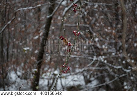 Winter Trees In Mountains Covered With Fresh Snow. Beautiful Landscape With Branches Of Trees Covere