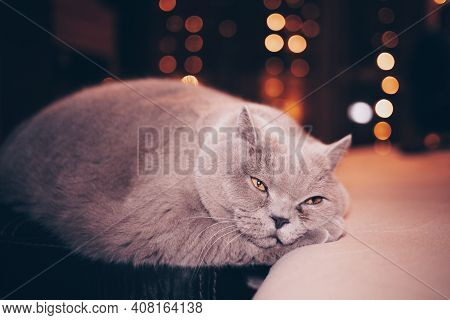 A Very Sad Cat Is Lying On The Couch