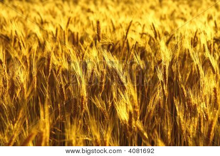 Golden kentän vehnän