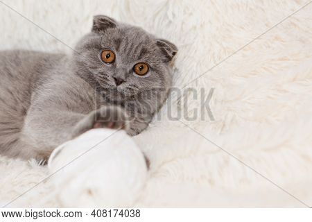 A Lop-eared Scottish Cat Plays With Balls Of Yarn. An Animal On A White Background. Fun For Pets