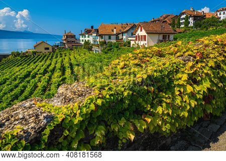 Stunning Orderly Terraced Vineyard With Lake Geneva In Background. Green Vineyards And Vine Plantati