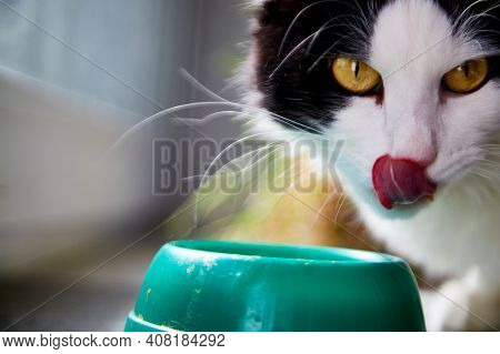 Cute Young Black And White Cat Eating Food Fromm Green Plate Near Glass Of The Window In The Room