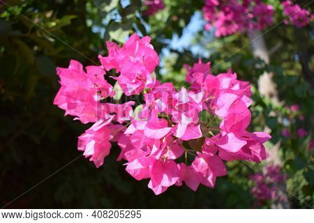 Lesser Bougainvillea (bougainvillea Glabra), Bougainvillea Flowers Close-up, Macro, View. Bougainvil