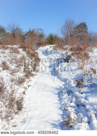 Sallandse Heuvelrug Natural Park Snow Covered During Winter Weather In The Netherlands By Holterberg