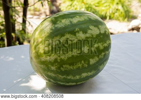 A Large Green Striped Whole Watermelon On A White Table Against A Green Garden Background.the Concep