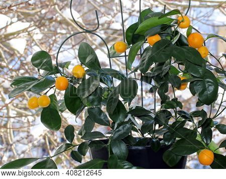 Ripe Orange Fruit On A Calomandin Tree In Winter Against A Background Of Snow Outside The Window. Th