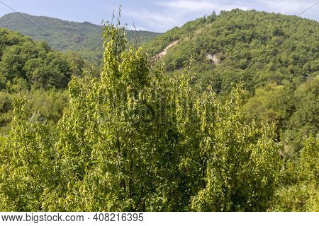 Flora Of Greece. European Hop-hornbeam (ostrya Carpinifolia) Grows In The Mountains In The Forest Cl