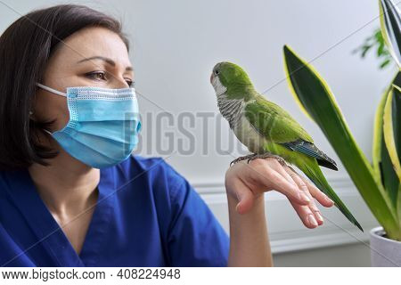Doctor Woman Veterinarian Examining A Green Quaker Parrot. Pet Bird On Examination At The Vet Clinic