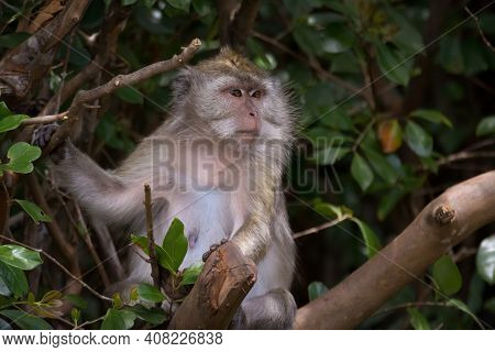 Female Long-tailed Macaque (macaca Fascicularis) Perched On A Tree. They Are Also Called Crab-eating
