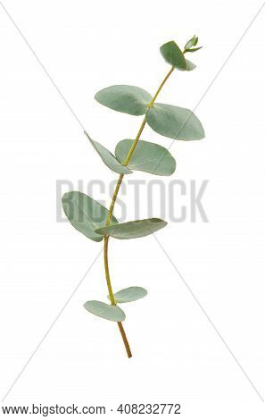 Eucalyptus Leaves Isolated On White Background. Evergreen Plant Of The Family Myrtaceae.