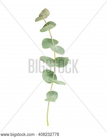 Eucalyptus Leaves Isolated On White Background. Evergreen Plant Of The Family Myrtaceae.