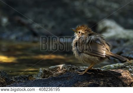 Puff-throated Babbler Or Spotted Babbler Ruffling Its Feathers To Shake Out The Extra Water And Fluf
