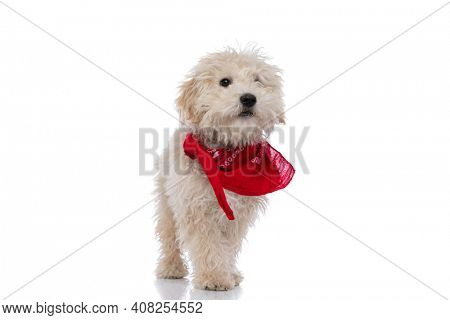 cute caniche dog looking away, wearing a red bandana and standing against white background