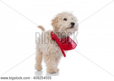 beautiful caniche dog looking up, wearing a red bandana and standing against white background
