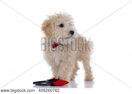 little caniche dog stepping on a headband, looking away and wearing a red bowtie 