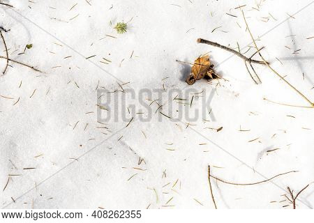 Snow-covered White Forest Floor With Pine Needles And Beechnuts