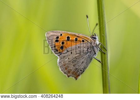 Common Copper (lycaena Phlaeas) Resting On Green Twig On Green Background