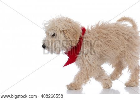 furry caniche dog walking on his path and wearing a red bandana against white background