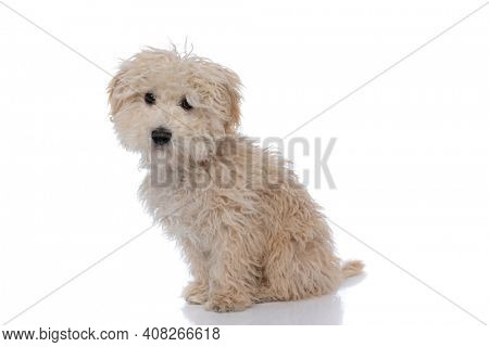 side view of a cute caniche dog sitting one way and looking the other way against white background
