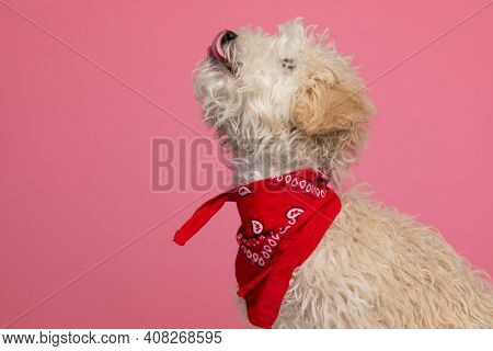 side view of a cute caniche dog licking his nose and wearing a red bandana against white background