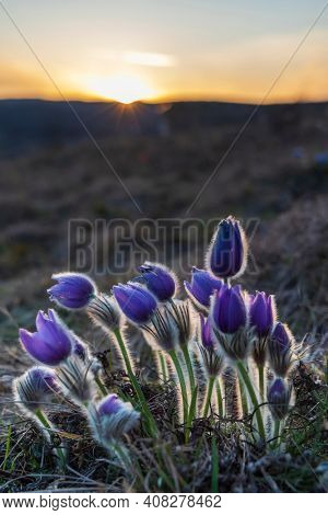 Pasque flower, National park Podyji, Southern Moravia, Czech Republic
